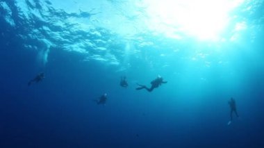 Denizin mavi arka planındaki dalgıçlar okulu su altında yiyecek aramak için. Rengarenk, vahşi mercan resiflerinin dünyasına dalıyoruz. Meksika Socoro 'da çekim.