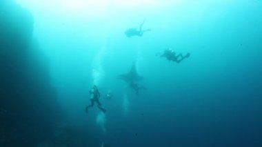 Dev Kara Okyanus Manta balığı plankton arayışında mavi suyun arka planında yüzüyor. Endonezya 'da sualtı dalışı. Meksika Socoro 'da..