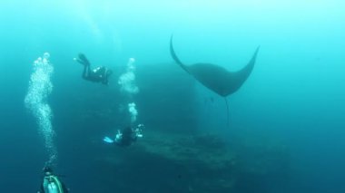 Dev Kara Okyanus Manta balığı plankton arayışında mavi suyun arka planında yüzüyor. Endonezya 'da sualtı dalışı. Meksika Socoro 'da..