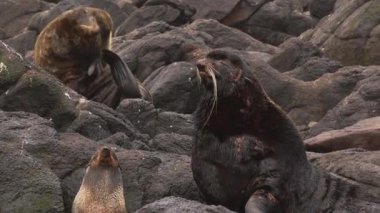 Okhotsk Denizi yakınlarındaki bir grup kuzey kürklü fok hayvanının sesini içeren video. Dişi ve erkek kolonileri, hayvan ve fok familyaları arka plan gürültüsüyle vahşi doğada..