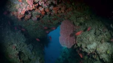 Denizin mavi zemininde, suyun altında yiyecek arayan renkli mercan balığı sürüsü. Rengarenk, vahşi mercan resiflerinin dünyasına dalıyoruz. Kızıl Deniz 'de Dalış.