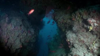 Denizin mavi zemininde, suyun altında yiyecek arayan renkli mercan balığı sürüsü. Rengarenk, vahşi mercan resiflerinin dünyasına dalıyoruz. Kızıl Deniz 'de Dalış.