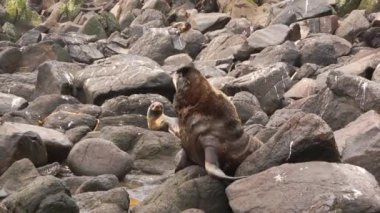 Kuzey kürklü erkek fok hayvan portresi. Çam kozalakları vahşi doğada taşların ve kayaların arka planında vahşi doğayı foklarlar..