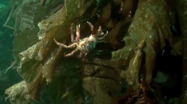 Kuzey Buz Denizi 'nin soğuk ve berrak sularında Norveç Svalbard' da yüzen ve deniz sakinlerinin etrafında yüzen deniz altı kutup manzarası videoları. Deniz canlılarının şaşırtıcı, güzel deniz yaşamı dünyası..