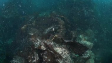 Kuzey Buz Denizi 'nin soğuk ve berrak sularında Norveç Svalbard' da yüzen ve deniz sakinlerinin etrafında yüzen deniz altı kutup manzarası videoları. Deniz canlılarının şaşırtıcı, güzel deniz yaşamı dünyası..