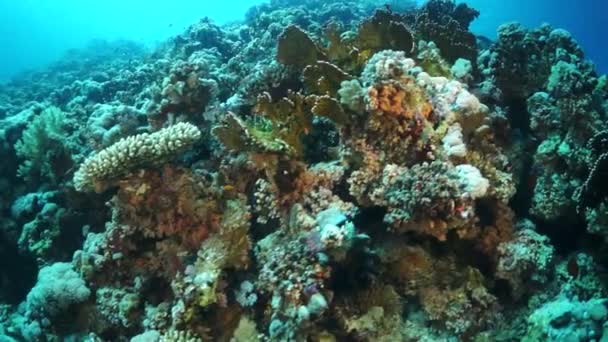 サンゴ礁の砂底にゆっくりとした動きのスタグホーンサンゴ 素晴らしい 美しい水中世界紅海とその住民 生き物やダイビングの生活は 彼らと一緒に旅行します 海での素晴らしい経験 — ストック動画