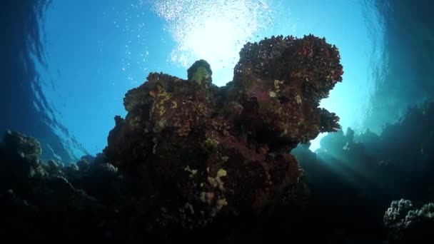 Slow Motion Staghorn Koraller Sandig Botten Revet Fantastiska Vackra Undervattensvärlden — Stockvideo