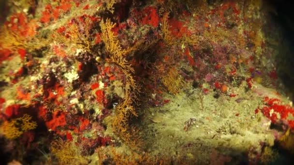 Lassú Mozgás Videó Gyönyörű Puha Korallzátony Színes Hal Trópusi Vízben — Stock videók