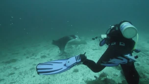 Óriási Fekete Óceáni Birostris Manta Ray Lebeg Kék Víz Hátterében — Stock videók