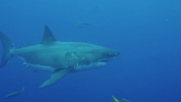 Close Grande Tubarão Branco Nadando Debaixo Água Frente Câmera Uma — Vídeo de Stock