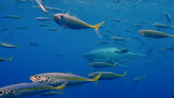 멕시코 과들루프 해안에 물고기 속에서 헤엄치고 백상어의 움직임 카메라 앞에서 — 비디오