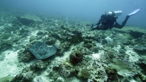 Manta Ray Plovoucí Pozadí Modré Vody Při Hledání Planktonu Potápění — Stock video