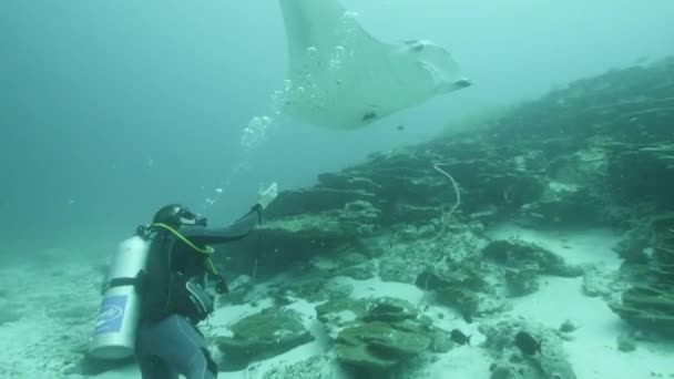 巨大的黑色海洋Birostris Manta Ray漂浮在蓝水的背景上寻找浮游生物 潜水水肺潜水开枪打它墨西哥Socorro — 图库视频影像