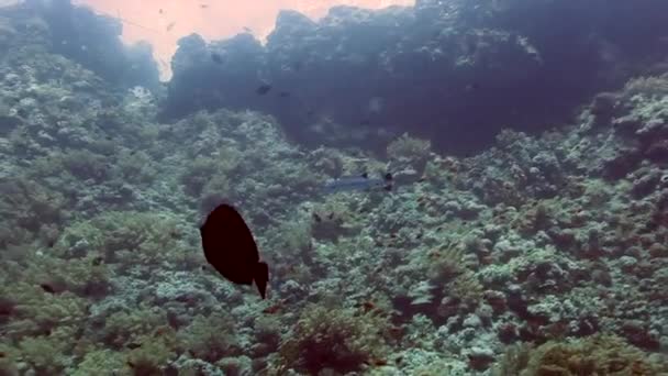 해에서 산호초 다채로운 물고기가 주위에 놀라운 생물의 생물의 스쿠버 다이빙 — 비디오