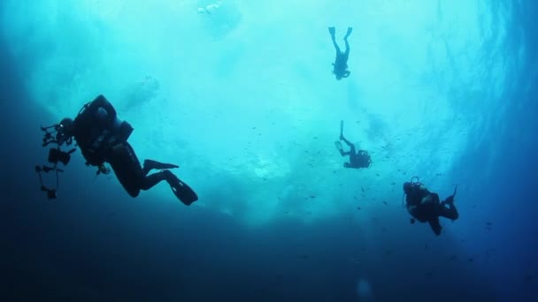 食べ物を求めて水中の水の下で海の青の背景にダイバーの学校 サンゴ礁のカラフルな美しい野生生物の世界でのダイビング メキシコ ソコロのショット — ストック動画