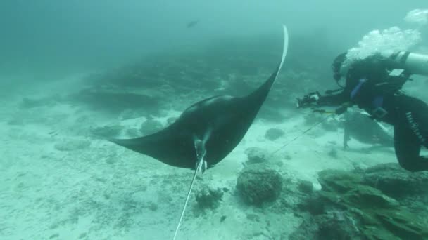 巨大な黒い海洋性生物学者マンタレイは プランクトンを求めて青い水の背景に浮かんでいます 水中スキューバダイビング モルディブでのショット — ストック動画