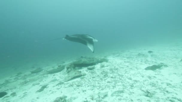 Γιγαντιαίος Μαύρος Ωκεανός Birostris Manta Ray Επιπλέει Φόντο Γαλάζιου Νερού — Αρχείο Βίντεο