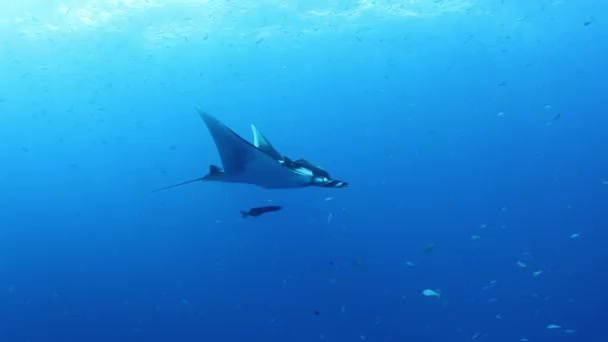 Риба Гігант Чорний Океан Манта Плаває Фоні Блакитної Води Пошуках — стокове відео