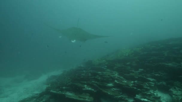 巨大な黒い海洋性生物学者マンタレイは プランクトンを求めて青い水の背景に浮かんでいます 水中スキューバダイビング メキシコ ソコロだ — ストック動画