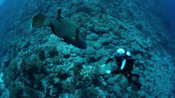 Tiro Subaquático Teaming Duro Tropical Recife Coral Topo Mar Vermelho — Vídeo de Stock