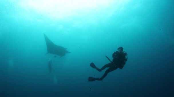 Gigantyczna Czarna Manta Oceaniczna Unosząca Się Tle Błękitnej Wody Poszukiwaniu — Wideo stockowe