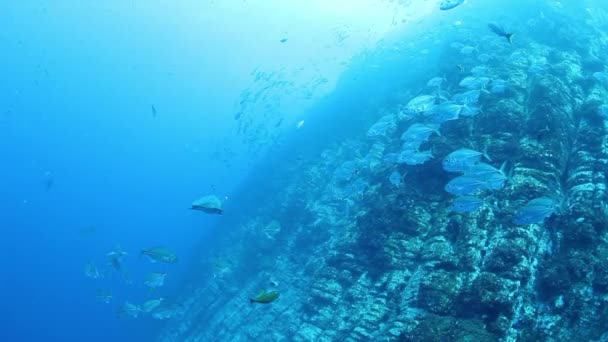 Denizin Mavi Zemininde Altında Yiyecek Arayan Tonbalığı Sürüsü Rengarenk Vahşi — Stok video