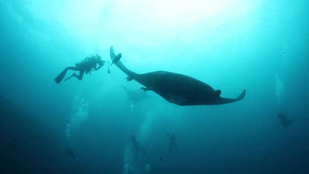 Gigantický Black Oceanic Manta Ryby Plovoucí Pozadí Modré Vody Při — Stock video