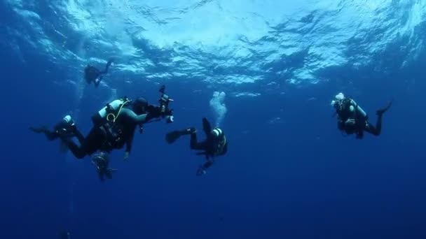 食べ物を求めて水中の水の下で海の青の背景にダイバーの学校 サンゴ礁のカラフルな美しい野生生物の世界でのダイビング メキシコ ソコロのショット — ストック動画