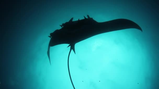 Gigantisk Svarta Oceanen Manta Fisk Flyter Bakgrund Blått Vatten Jakt — Stockvideo