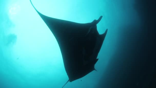 在蓝水的背景上漂浮着巨大的黑海曼塔鱼 寻找浮游生物 印度尼西亚的水下潜水 在墨西哥Socoro — 图库视频影像