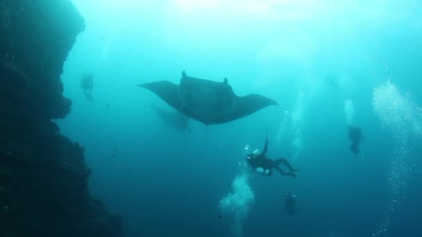 Γιγάντιο Μαύρο Ωκεάνιο Manta Ψάρια Επιπλέουν Ένα Φόντο Του Μπλε — Αρχείο Βίντεο