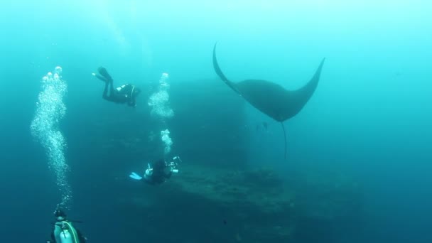 Гигантская Черно Океаническая Манта Рыба Плавает Фоне Голубой Воды Поисках — стоковое видео