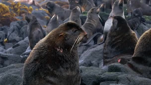 Родина Північних Тюленів Хутром Callorhinus Ursinus Обвуглювала Otariidae Скелях Узбережжі — стокове відео