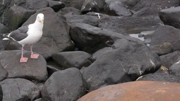 Portret Zwierzęcia Foki Północnej Pinnipeds Zwierząt Uszczelnić Dziko Tle Kamieni — Wideo stockowe