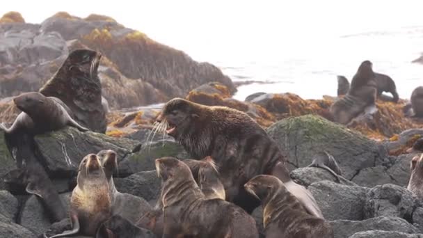 Видео Звуком Группы Северного Мехового Тюленя Вблизи Охотского Моря Колония — стоковое видео