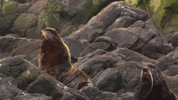 Vídeo Com Som Grupo Animal Foca Pele Norte Perto Mar — Vídeo de Stock