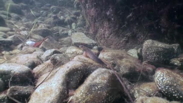 Grote Octopus Stenen Zeebodem Zoek Naar Voedsel Verbazingwekkende Onderwaterwereld Inwoners — Stockvideo