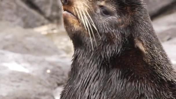Férfi Északi Prémfóka Állat Portréja Pinnipeds Állatok Pecsét Vad Háttér — Stock videók