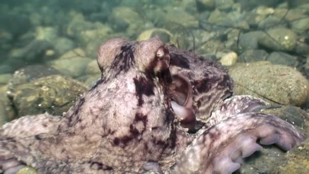大章鱼在石底觅食 惊人的水下世界和日本海的居民 — 图库视频影像