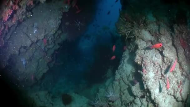 Escuela Coloridos Peces Coral Sobre Fondo Azul Del Mar Bajo — Vídeo de stock