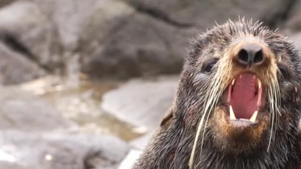 Мех Тюленя Ревет Животным Звуком Печать Дикой Природе Фоновым Шумом — стоковое видео