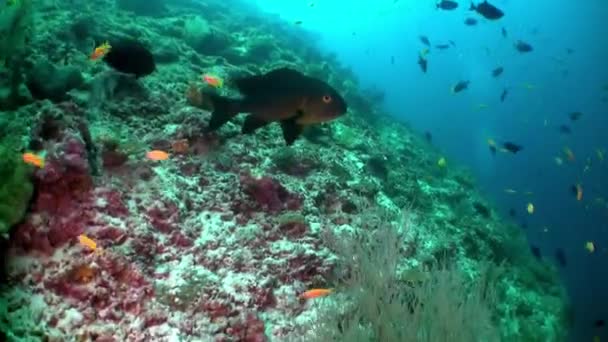 Maldív Szigetek Víz Alatti Kilátás Halak Korallok Igazi Csoda Természet — Stock videók