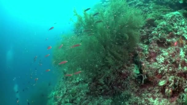 马尔代夫的水下鱼类和珊瑚景观确实令人惊叹 马尔代夫的海底世界是可以看到的 那里生机勃勃的珊瑚礁布满了五彩斑斓的鱼类 — 图库视频影像