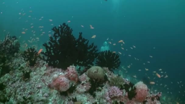 潜入马尔代夫水域 发现水下鱼类和珊瑚景观 在这些水域中潜水或潜水是真正独特的经历 它让你见证了难以置信的多样性 — 图库视频影像