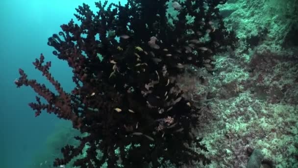 Prepárate Para Sorprenderte Con Vista Submarina Peces Corales Maldivas Con — Vídeo de stock