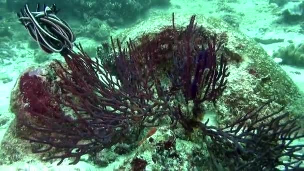 Мальдивы Подводный Вид Рыб Кораллов Является Обязательным Любого Ныряльщика Сноркелера — стоковое видео