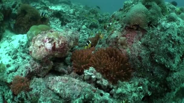 바다의 배경에 떼가물 속에서 먹이를 다채롭고 아름다운 산호초의 생물들로 세계에서 — 비디오