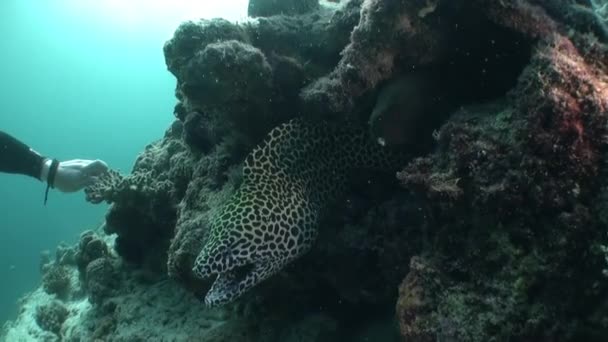 Coral Moray Pod Wodą Malediwach Zbliżenie Tętniącego Życiem Życia Morskiego — Wideo stockowe