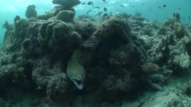 Coral Moray Κάτω Από Νερό Στις Μαλδίβες Κατακλείδι Υποβρύχιος Κόσμος — Αρχείο Βίντεο