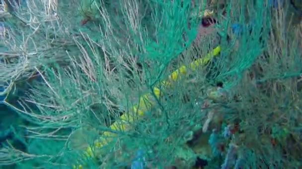 体验马尔代夫水下鱼类和珊瑚景观的魔法 在马尔代夫潜水和潜水的好处之一就是能见度 — 图库视频影像